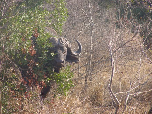 Cape Buffalo in South Africa