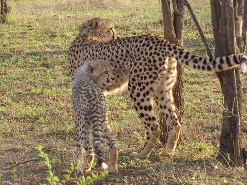 Cheetah and cub in South Africa