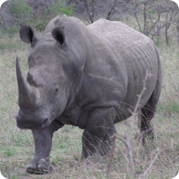 South African White Rhino